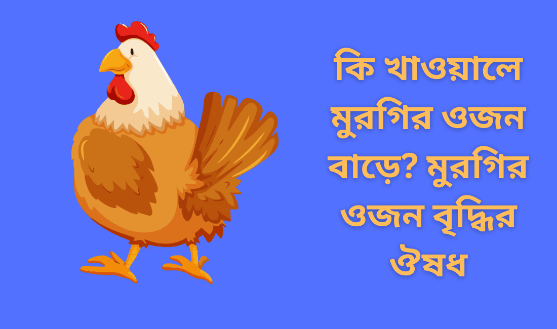 কি খাওয়ালে মুরগির ওজন বাড়ে