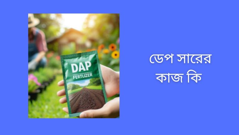 ডেপ সারের কাজ কি